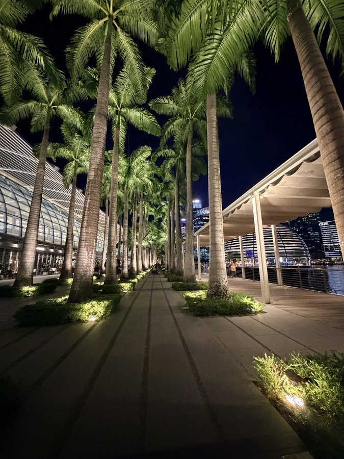棕榈大道的夜晚